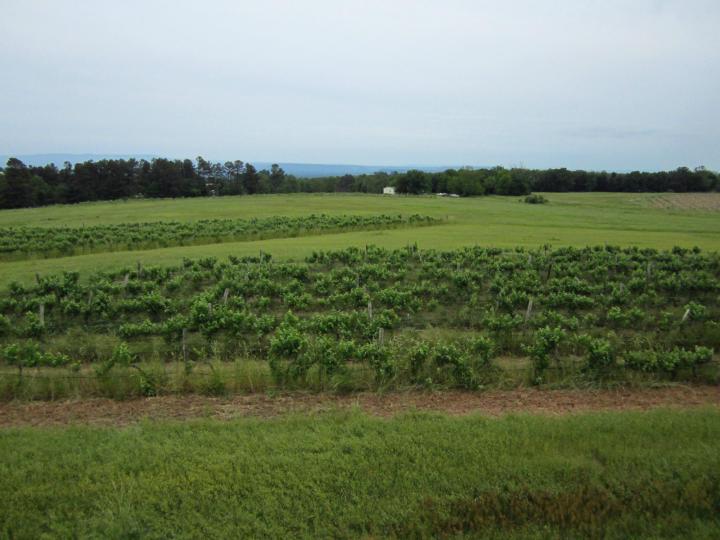 Wiederkehr Wine Cellars Grapes Arkansas