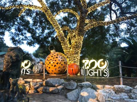 Even The Grinch Would Marvel At Whataburger Zoo Lights At The San Antonio Zoo In Texas