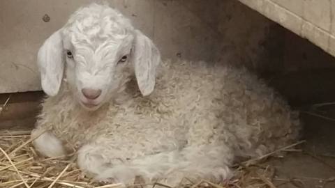 You'll Never Forget A Visit To Cristo Rey Ranch, A One-Of-A-Kind Farm Filled With Goats In Wisconsin