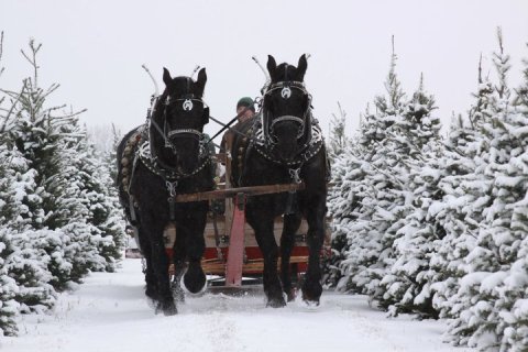 This Cozy Sleigh Ride At Loveberry’s Tree Farm Near Detroit Takes You Through A Winter Wonderland