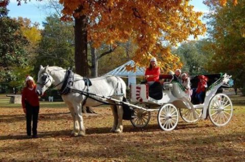 See The Charming Town Of Camden In South Carolina Like Never Before On This Delightful Horse-Drawn Carriage Ride