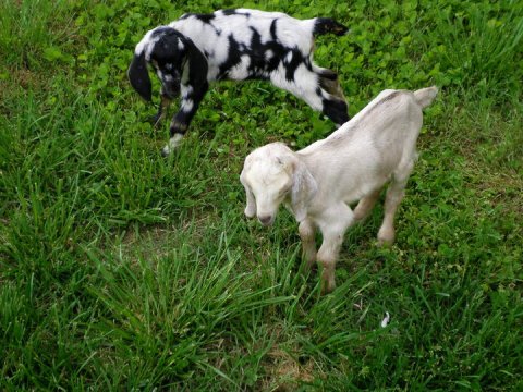 You'll Never Forget A Visit To GraysLland Acres Llama and Goat Farm, A One-Of-A-Kind Farm Filled With Goats In Oklahoma