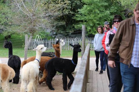 Be Fascinated By The Delightful Creatures You Meet At Michigan’s Best Alpaca Farm, Rainbow’s End