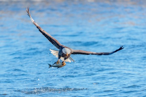 The Best Place To View Bald Eagles Is At One Of These Louisiana State Parks