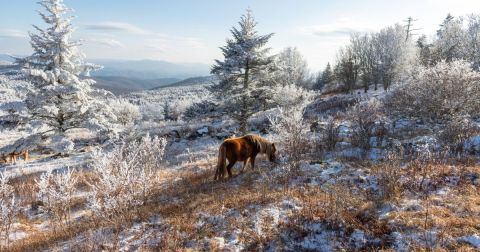 Virginia's Most Popular State Park, Grayson Highlands Is Even More Stunning During The Winter