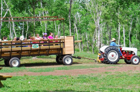 You'll Never Forget A Visit To Blessington Farms, A One-Of-A-Kind Farm Filled With Strawberry Fields In Texas