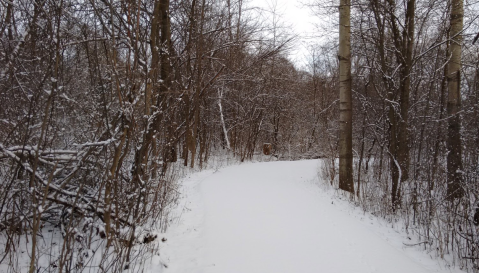 The Easy 1-Mile Winter Hike Near Detroit That's Positively Bewitching