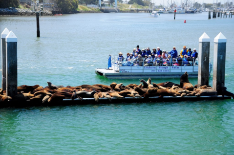 Explore The Wetlands And See Marine Animals On The Elkhorn Slough Safari In Northern California