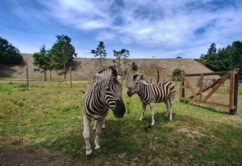 Adventure Awaits At Olympic Game Farm In Washington