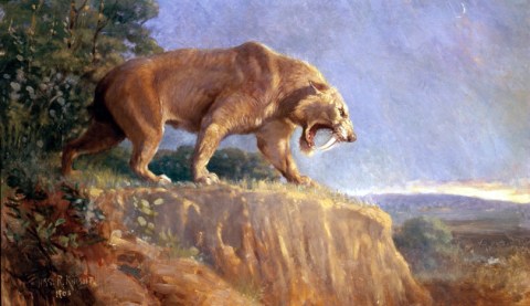 Huge Saber-Toothed Tigers Once Roamed West Virginia, But Now Just Their Bones Are Left