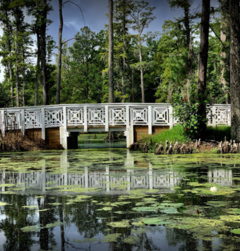 Stroll Along Original Dikes From A Centuries Old Rice Plantation At Cypress Gardens In South Carolina