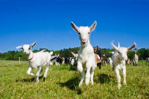 You'll Never Forget A Visit To Prodigal Farm, A One-Of-A-Kind Farm Filled With Baby Goats In North Carolina