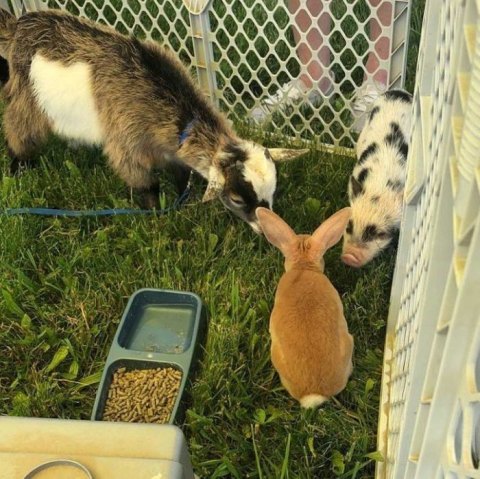 You'll Never Forget A Visit To Totes Goats, A One-Of-A-Kind Farm Filled With Goats In New Jersey