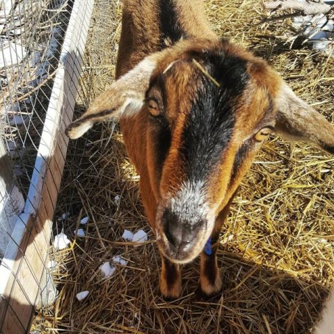 You'll Never Forget A Visit To The Family Farm, A One-Of-A-Kind Farm Filled With Critters In Wyoming