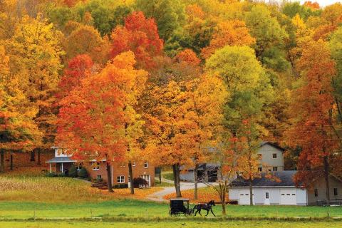 You'll Have A Front Row View Of The Lush Woods Near Cleveland In These Cozy Cabins