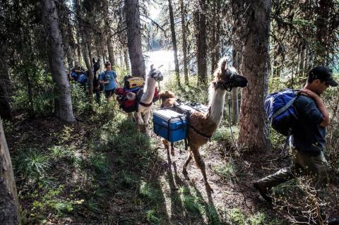 Hike With Llamas At Swan Mountain Llama Trekking In Montana