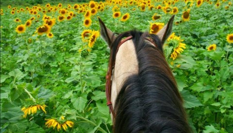 Visit Woodlands  By Horseback On This Unique Tour In Missouri