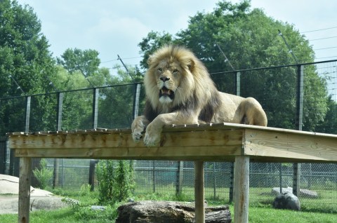 This Wisconsin Zoo Is Offering Half Price Admission Until March 2021