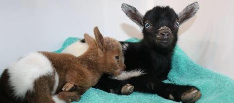 Cuddle With Goats And Feel Utterly Relaxed At Bradley Mountain Farm In Connecticut