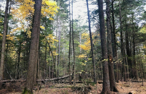 The Stonewood Trail In Maine Offers 2.7-Miles Of Flat Terrain For A Leisurely Adventure