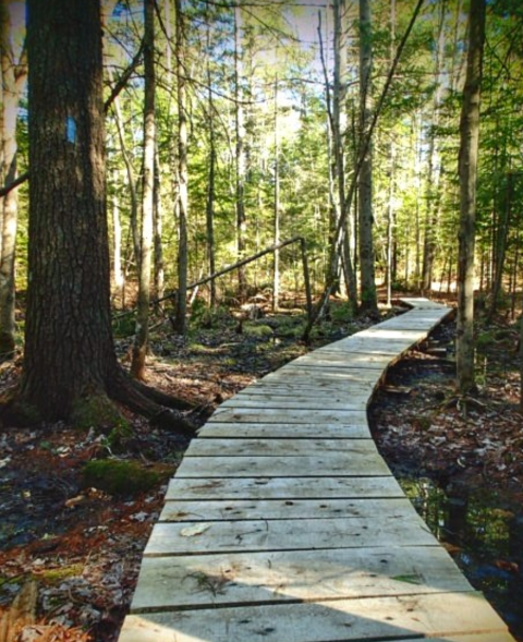 This Often Overlooked Trail System At Pineland Public Reserved Land Offers 3.2-Miles Of Forested Fun