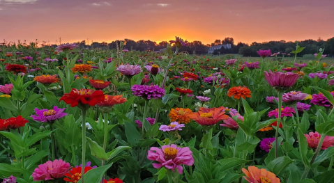 You Can Cut Your Own Beautiful Flowers At Burnside Farms In Virginia