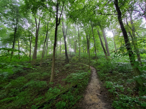 The California Woods Trail Will Show You A Completely New Side Of Ohio