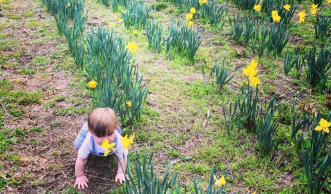 Bring Home A Bucket Of Daffodils At This U-Pick Daffodil Farm In South Carolina