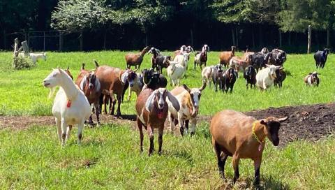 You'll Never Forget A Visit To Split Creek Farm, A One-Of-A-Kind Farm Filled With Baby Goats In South Carolina