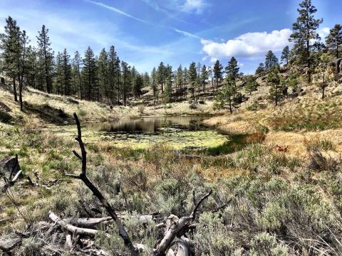 The Northrup Canyon Trail Will Show You A Completely New Side Of Washington