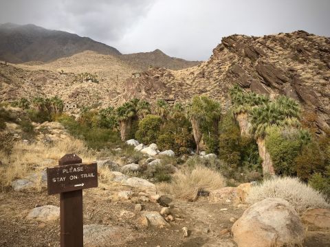 Andreas Canyon Loop Is An Easy Hike In Southern California That Will Lead You Someplace Unforgettable