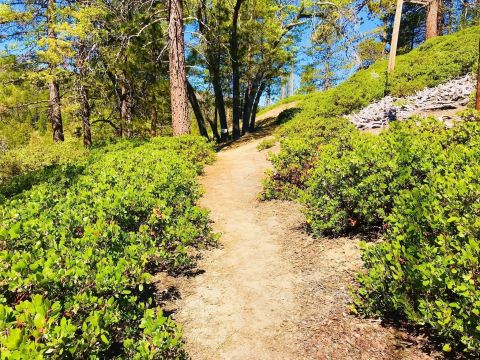 The Short And Sweet Hiking Trail In Southern California, Big Pines Nature Trail, That Is Impossible Not To Love