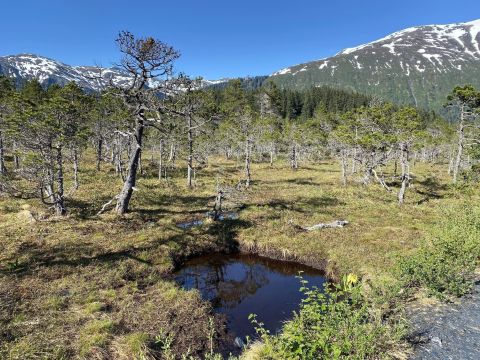 Escape The City And Hike Along This Stunning Rainforest Trail In Alaska