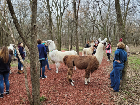 Hike With Llamas At ShangriLlama In Texas