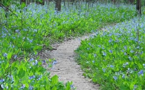 The Gorgeous 3-Mile Hike In Missouri's St. Francois State Park That Will Lead You Past A Waterfall, Wildflowers, And A Creek