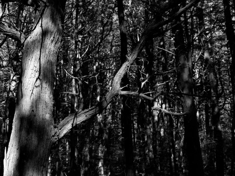 Massachusetts' Atlantic White Cedar Swamp Trail Looks Like Something Out Of Oz