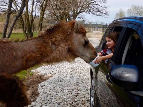 Go On A Realistic Safari As You Make Your Way Through Safari Lake Geneva In Wisconsin