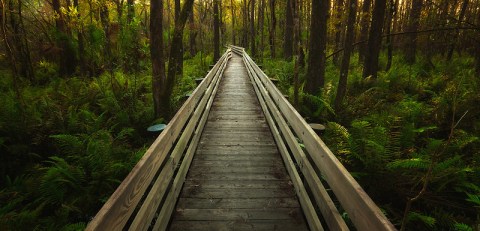 The Florida Trail Is The Single Most Dangerous Hike In The Entire State