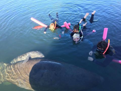 Take A World Famous Manatee Tour From River Safaris In Florida