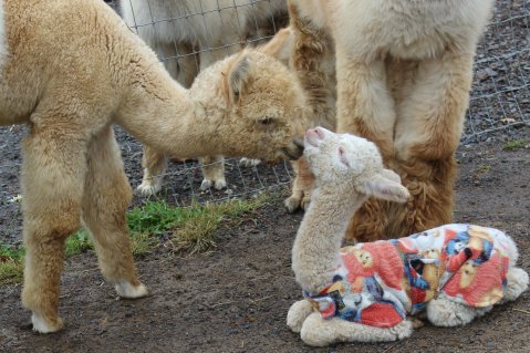 Kismet Acres Alpaca Farm In West Virginia Makes For A Fun Family Day Trip