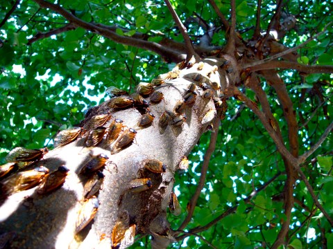 This Spring, Millions Of Cicadas Are Set To Emerge In Maryland After 17 Years Underground