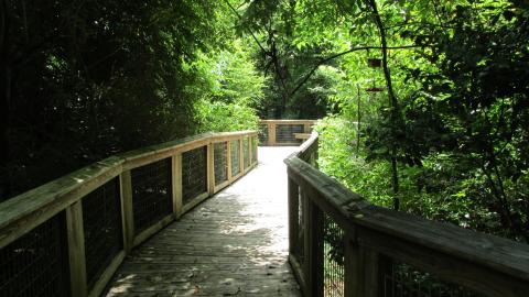 Explore Over 100 Acres Of Swamps Along The Trails At The Bluebonnet Swamp Nature Center In Louisiana