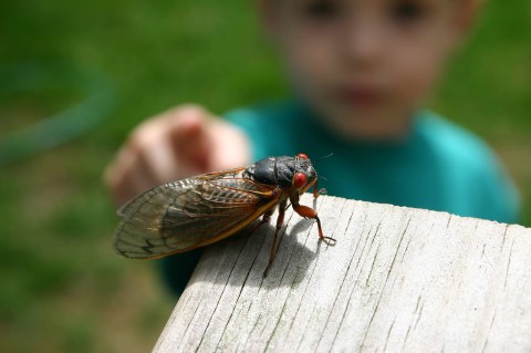 This Spring, Millions Of Cicadas Are Set To Emerge In Kentucky After 17 Years Underground