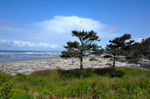 Washington's Olympic Peninsula Looks Like Something Out Of Jurassic Park