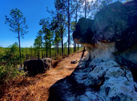 The Gorgeous 1.5-Mile Hike In Louisiana's Kisatchie Forest That Will Lead You Past A Treetop View