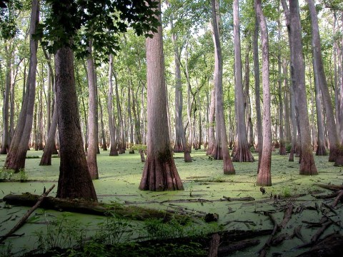 Escape To Cache River Natural Area For A Beautiful Illinois Nature Scene