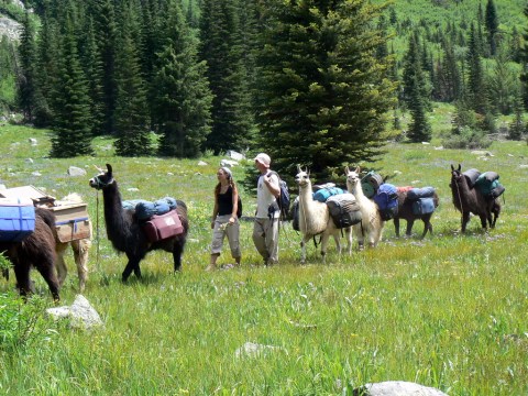 Hike With Wallowa Llamas At Spring Creek Of Hells Canyon In Oregon