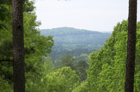 Escape To Driskill Mountain For A Beautiful Louisiana Nature Scene