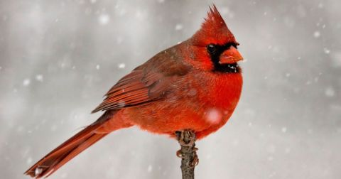 7 Birds That Brave The Snow And Cold To Spend The Winter In West Virginia