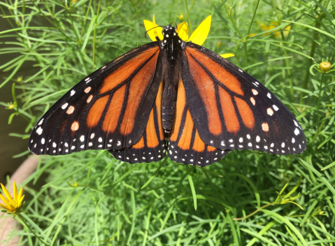 Spend A Magical Afternoon At The Fairbanks Museum & Planetarium, Vermont's Largest Butterfly House